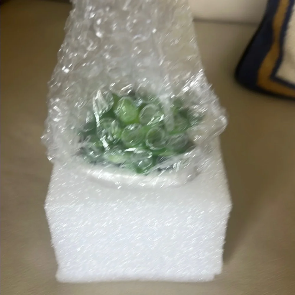 Green Succulent in White Planter
